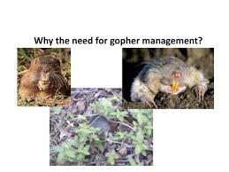 Последние твиты от the gopher getters (@gopherexpert). Site Specific Pocket Gopher Management Ppt Download