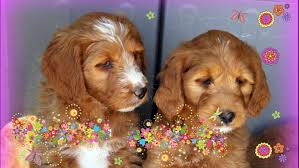 The only way to hold your puppy of. Lets Play Kennels Goldendoodle Puppies Available