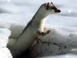 Borrowed from german hermelin (ermine). Hermelin Medienwerkstatt Wissen C 2006 2021 Medienwerkstatt