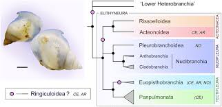 Image result for Heteromorpha involucrata