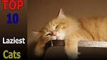 The Top Ten Laziest Cat Breeds Around The World