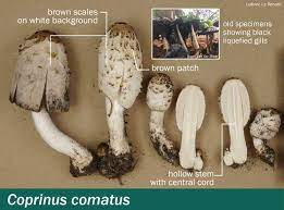 This mushroom does not easily drop its spores. Coprinus Comatus Mushrooms Up Edible And Poisonous Species Of Coastal Bc And The Pacific Northwest
