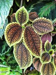 Image result for Pilea johnstonii