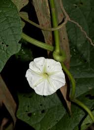 Image result for Lepistemon