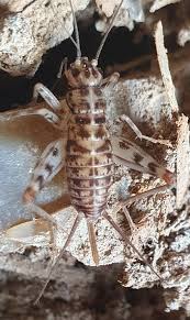 Image result for Erythrocephalum decipiens