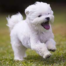 We encourage all prospective puppy owners to do their research and be prepared with questions to ask the breeder. Maltese Puppies For Sale In Florida From Vetted Breeders