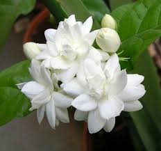 Beautiful Jasmine Plant Fragrant Flowers Jasmine Flower