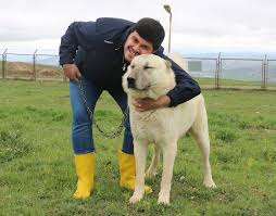 Safkan Kangal Saldirmaz Sivas Haberleri