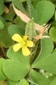 Image result for Oxalis corniculata