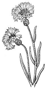 Bachelor Buttons Drawing Google Search Wildflower Drawing Bachelor Button Flowers Button Tattoo