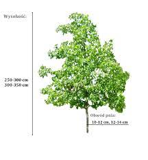 Nietypowe liście posiadają brzozy żółta i maksymowicza. Brzoza Maksymowicza Duze Sadzonki 250 300 Cm Obwod Pnia 10 12 Cm Betula Maximowicziana Roslinowo Pl