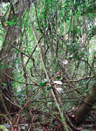 Image result for Orthopichonia schweinfurthii