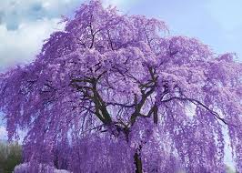 A Jacaranda Tree Pretoria South Africa Is Called The Jacaranda City It S In Full Bloom During October And Th Purple Flowering Tree Lilac Tree Jacaranda Tree