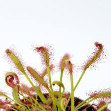 Image result for Drosera