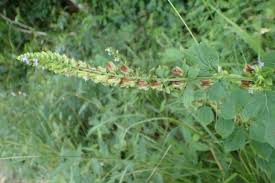 Image result for Cantinoa