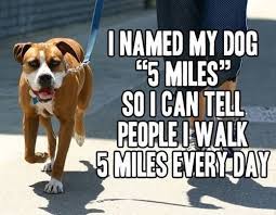 5 Ways To Motivate Yourself For A Dog Walk Funny Picture Quotes Funny Pictures Funny Quotes