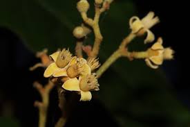 Image result for Lepidotrichilia volkensii