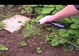 Bester Unkrautvernichter Drei Hausmittel In Ihrer Anwendung Naturlicher Unkrautvernichter Unkraut Unkrautvernichter