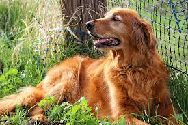 Image result for zlatý retrívr