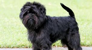 Cainii carora nu le cade parul sunt preferati de iubitorii de animale care sufera de alergii. Affenpinscher Tot Ce Trebuie Sa Stii De La Istoric La Sanatate Ingrijire Personalitate Si Dresaj Glosar Veterinar Rase De Animale Petmed