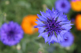 Maybe you would like to learn more about one of these? 40 Edible Flowers And How To Use Them