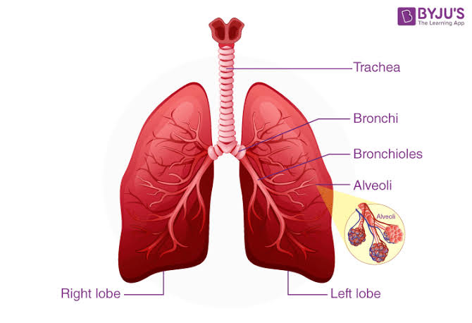 The human respiratory system, AI generated