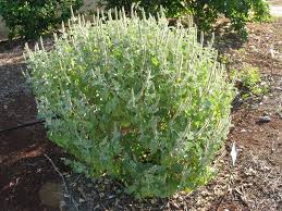 Image result for Achyranthes