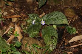 Image result for Pentarhopalopilia