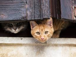 During this evaluation, your cat may be sedated in order for the tests to be performed. What To Do When Your Cat Has A Broken Bone