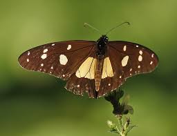 Image result for Marsdenia angolensis