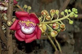 Image result for Lecythidaceae