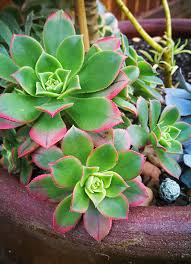 This array of colors will come to light when placed in full sun. Aeonium Kiwi Aeonium Haworthii Aeonium Succies Com Au