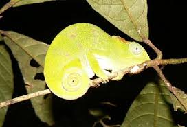 Image result for Helixanthera schizocalyx