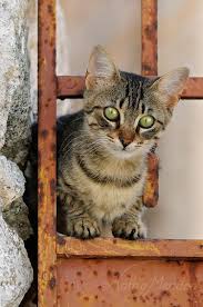 sologatos 41630 mostlycatsmostly via katho menden cats cute cats and dogs kittens cutest