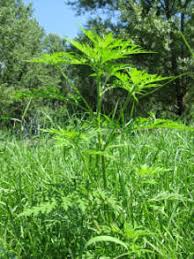 5 3) apply to wet lawn: Ragweed Ambrosia Artemisiifolia