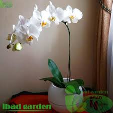 Tanaman ini memiliki bunga yang cantik dengan warna dan jenis beragam. Jual Tanaman Hiasbunga Anggrek Bulan Putih Super Berkualitas
