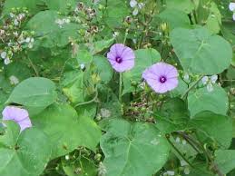 Image result for Ipomoea turbinata