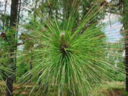 Young trees removed during thinning are used for pulpwood or are left in the forest, while most older ones are good enough for saw timber. Arkansas State Tree Pine Tree Genus Pinaceae