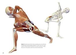 The Key Poses Of Yoga Scientific Keys Volume 2 Yoga Poses Major Muscles