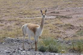 Other camelid animals include camels, dromedaries, guanacos, and vicunas. Vicuna Wikipedia