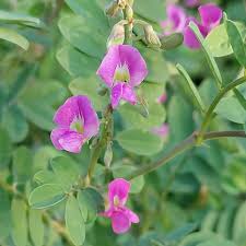 Image result for Tephrosia pumila