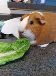 Rescue Guinea pigs in search of forever homes ❤️ I have several male  piggies looking for homes, all have unfortunately come into my rescue after  there owner could no longer care for