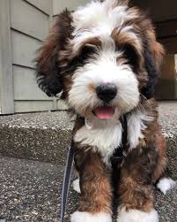 Modern Resume Template For Ms Word Professional Cv Design Teacher Cv Template Design Modern Resume Instant Download Easter Megan Puppies Cute Dogs Dogs