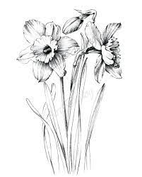 Narcissus Sketch Large Print Coloring Page Clipart Etsy In 2021 Flower Line Drawings Drawings Flower Drawing
