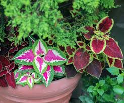 Image result for Coleus buchananii