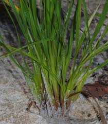 Image result for Xyris anceps