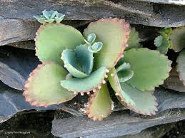 Image result for Kalanchoe pinnata