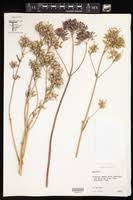Image result for Eriocaulon teusczii