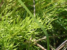 Image result for Ceratopteris thalictroides