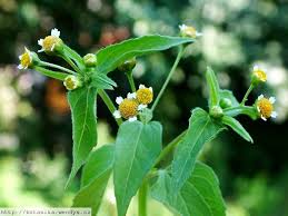 Image result for Galinsoga parviflora